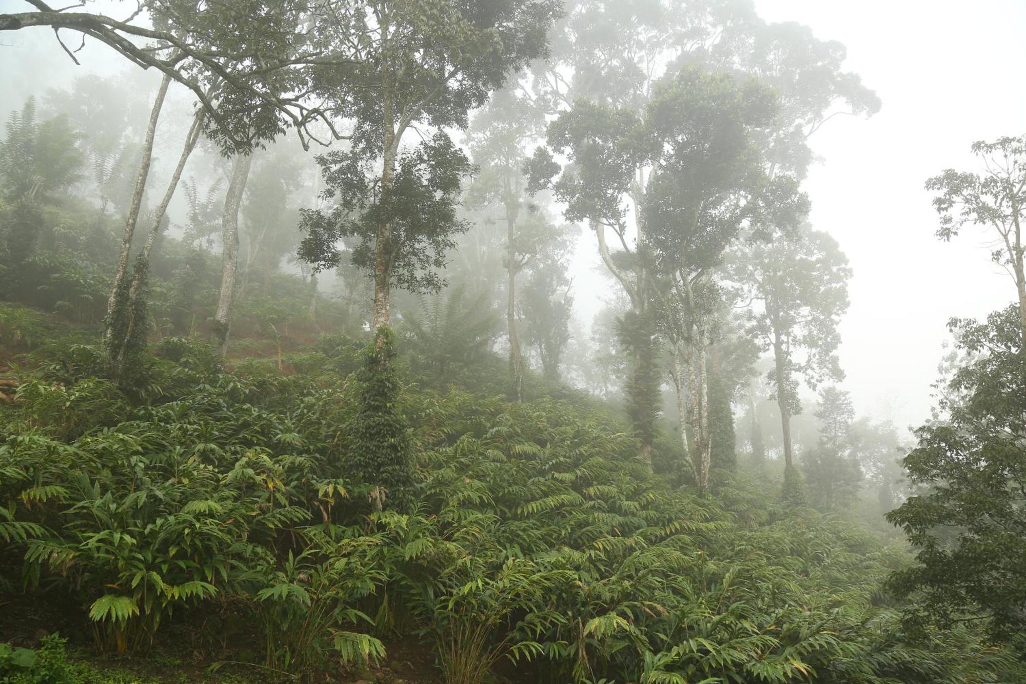 Spice Forest Plantation Homestay, Thekkady Vandiperiyar Exterior photo